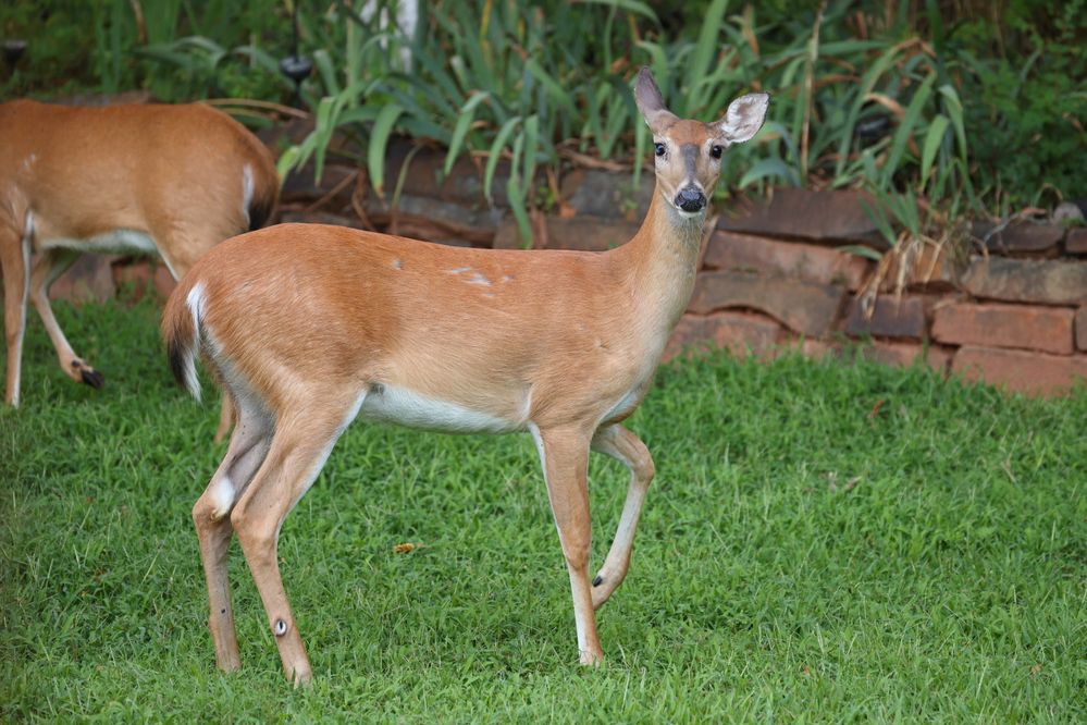 White-tailed Deer (Odocoileus virginianus) in Norman, Oklahoma, United States on July 12, 2024