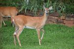 White-tailed Deer (Odocoileus virginianus) in Norman, Oklahoma, United States on July 12, 2024