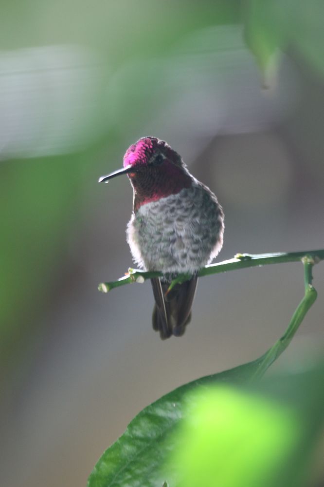 Hummer lemon tree 3.JPG