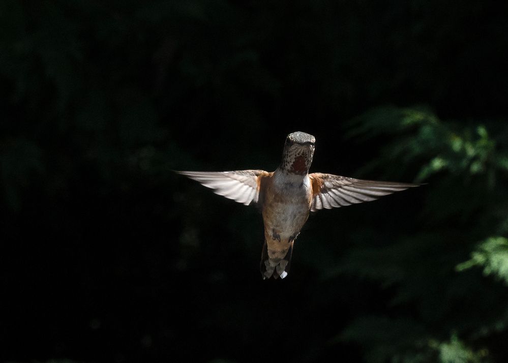 Rufous Hummingbird