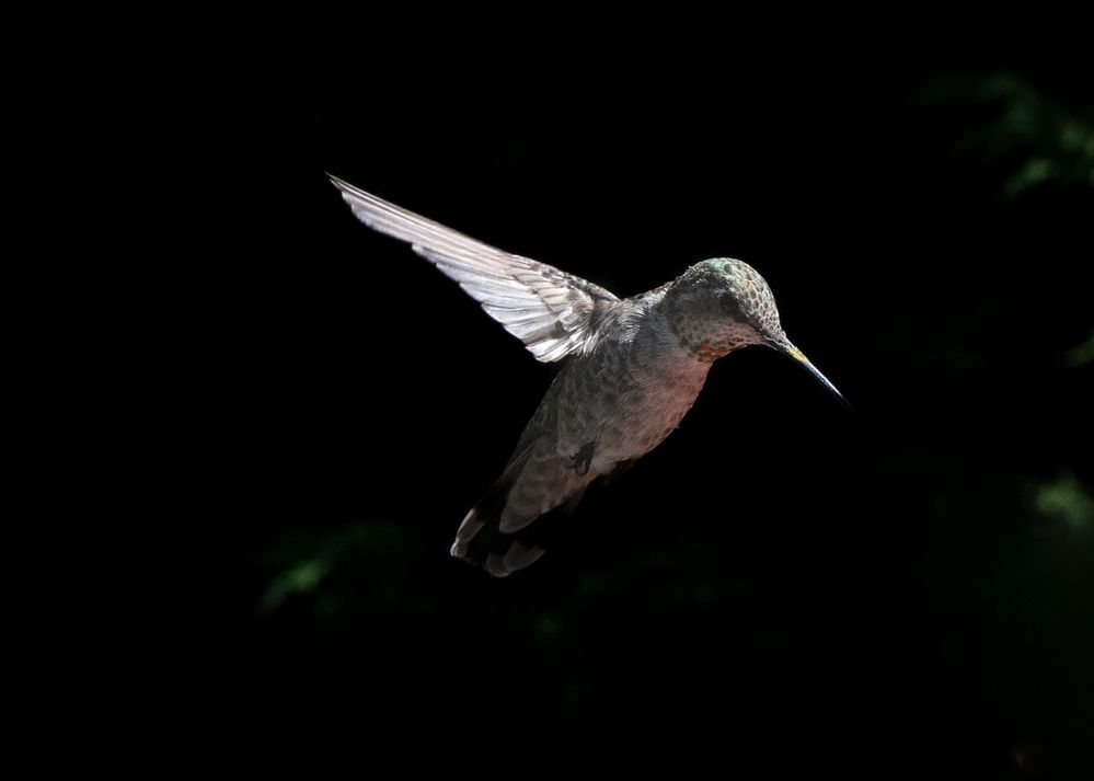 Anna's Hummingbird