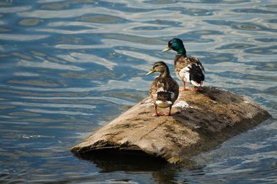 Arrowhead Park Neenah WIS - Ducks lazing on a Thursday afternoon - X7 2048.jpg