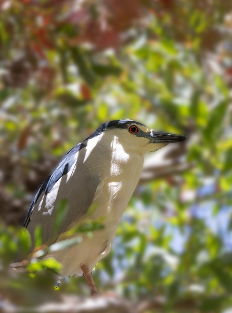 Black-crowned Night Heron  R6M2  L150-600mm  ISO-1250  f6.3  SS-1/3200  FL-347mm