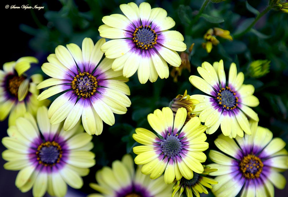 Yellow and purple African Daisies