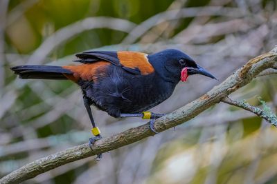 Taieke: R6II, RF200-800@400mm, f/8, 1/50sec, ISO-6400