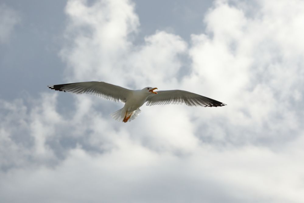 coming in to land for food