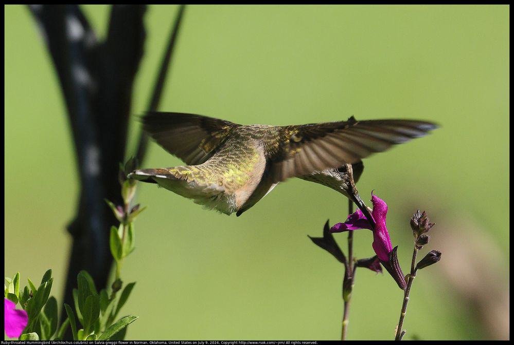 Ruby-throated Hummingbird (Archilochus colubris) on Salvia greggii flower in Norman, Oklahoma, United States on July 9, 2024 ; EF100-400mm f/4.5-5.6L IS II USM +2x III ; 1/1600