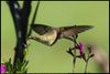 Ruby-throated Hummingbird (Archilochus colubris) on Salvia greggii flower in Norman, Oklahoma, United States on July 9, 2024 ; EF100-400mm f/4.5-5.6L IS II USM +2x III ; 1/1600