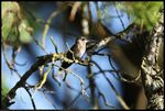 Ruby-throated Hummingbird (Archilochus colubris) in Norman, Oklahoma, United States on July 2, 2024 ; EF100-400mm f/4.5-5.6L IS II USM +1.4x III ; distance about 10 meters ;  1/640