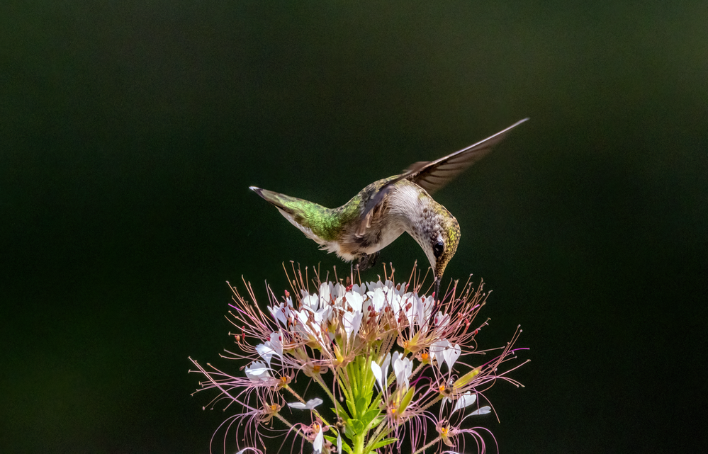 Hummingbird on Clammyweed