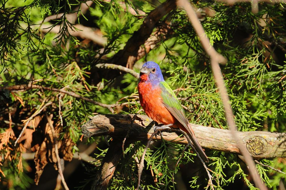 Painted Bunting (Passerina ciris) on Eastern Red Cedar (Juniperus virginiana) tree in Norman, Oklahoma, United States on July 29, 2024