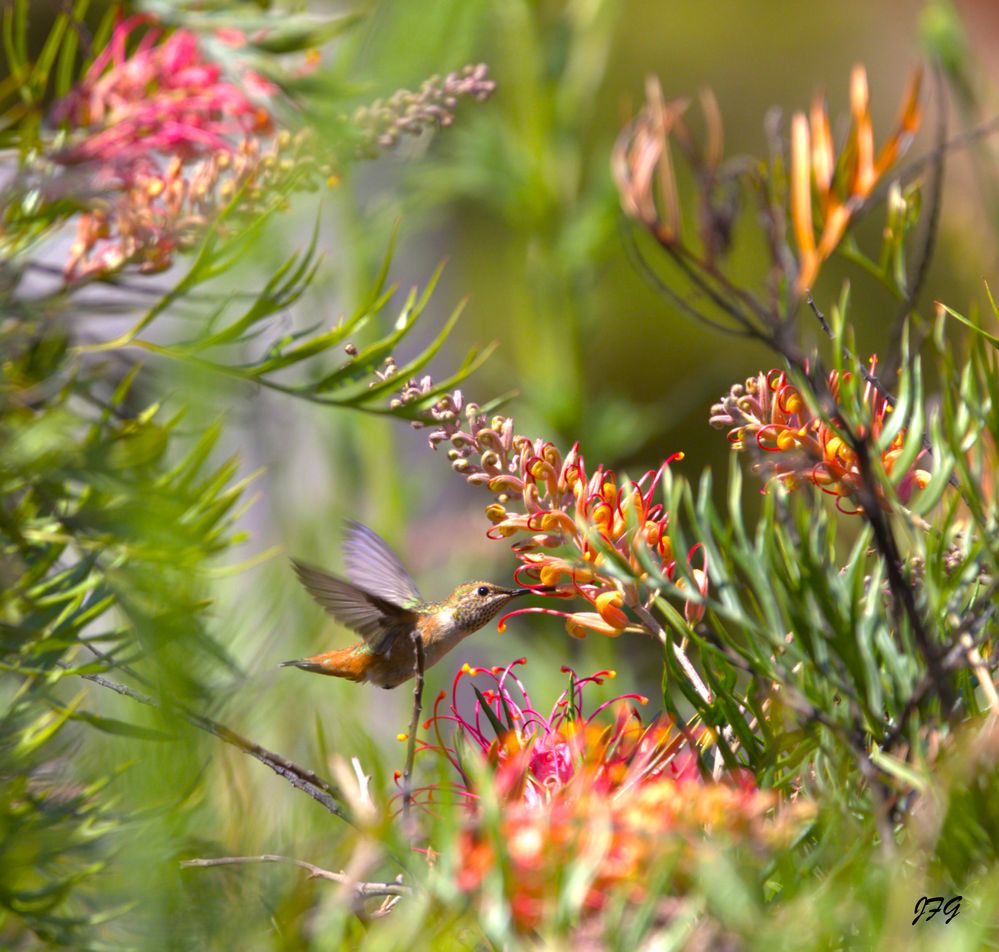 Trochilidae  EOS R6 MK2 FL374  ISO640  f6.3  SS1/1250