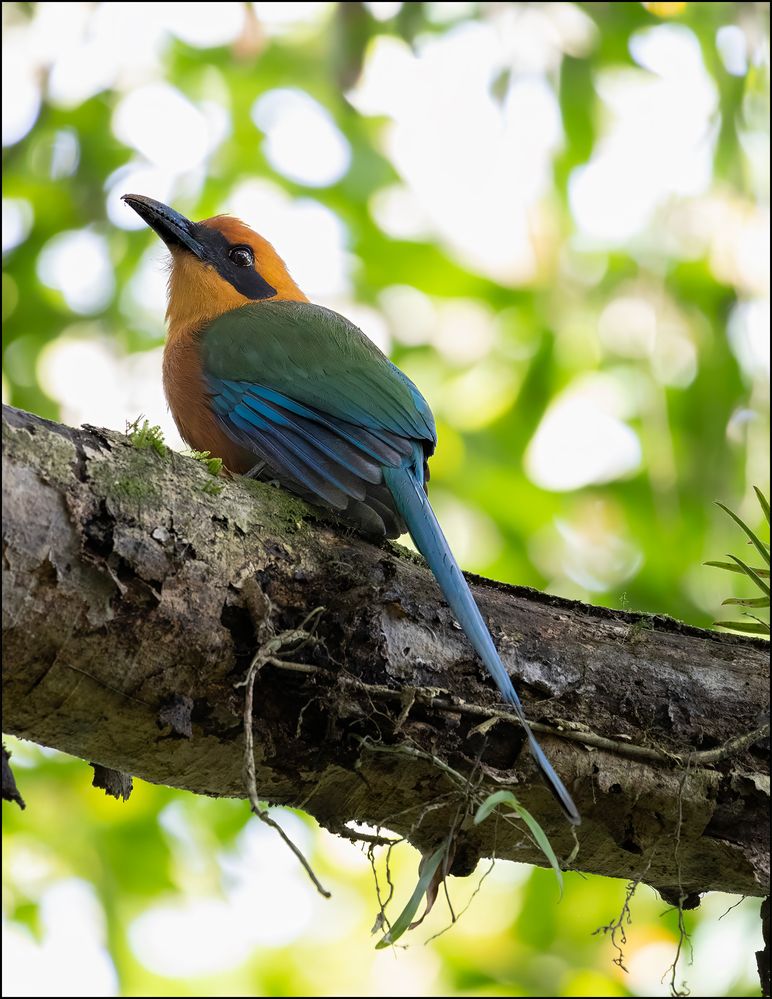 Rufous motmot.jpg