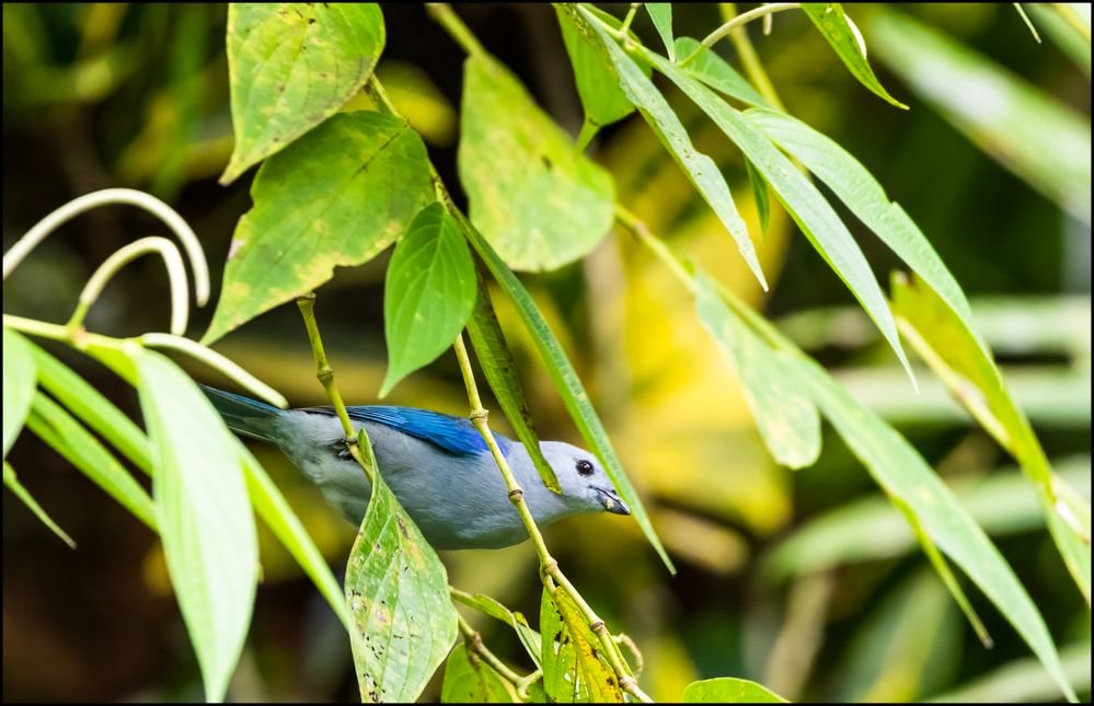 Blue-gray Tanager.jpg