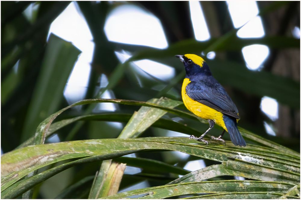 Yellow Crowned Euphonia.jpg