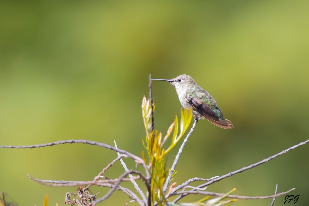 Resting Anna's Hummingbird  EOS R6 MK2   f6.3   FL421mm