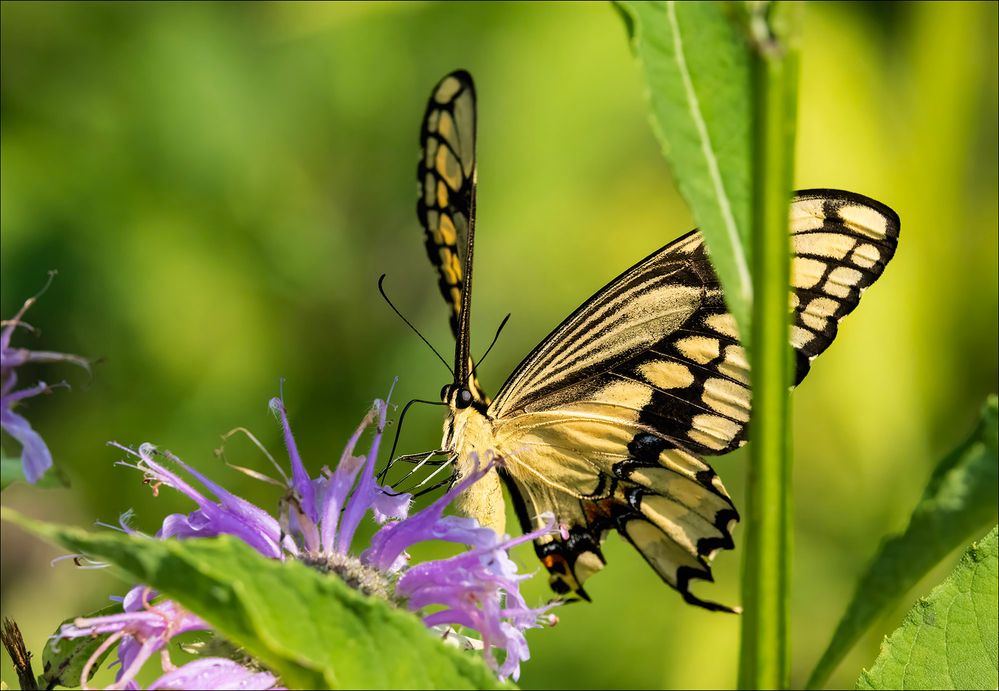 Swallowtail Butterfly.jpg