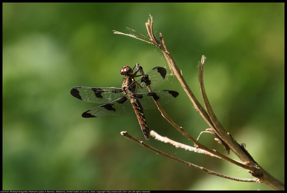 https://www.rsok.com/~jrm/2024Jun17_birds_and_cats/2024jun08_dragonfly_IMG_0265c.html