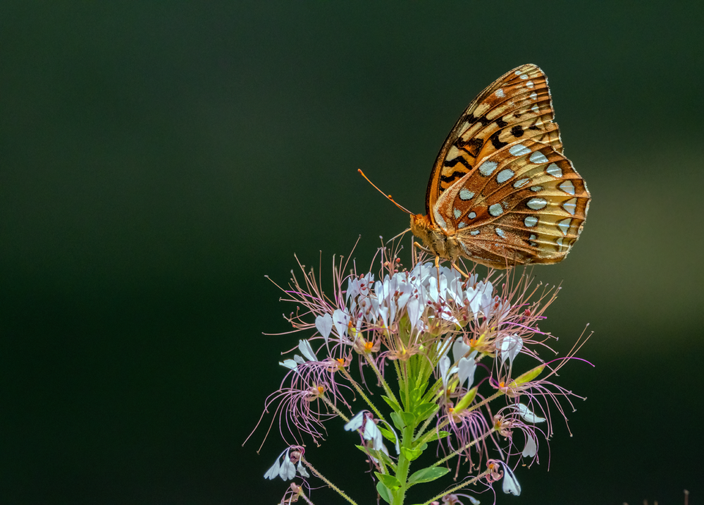 Butterfly Beauty