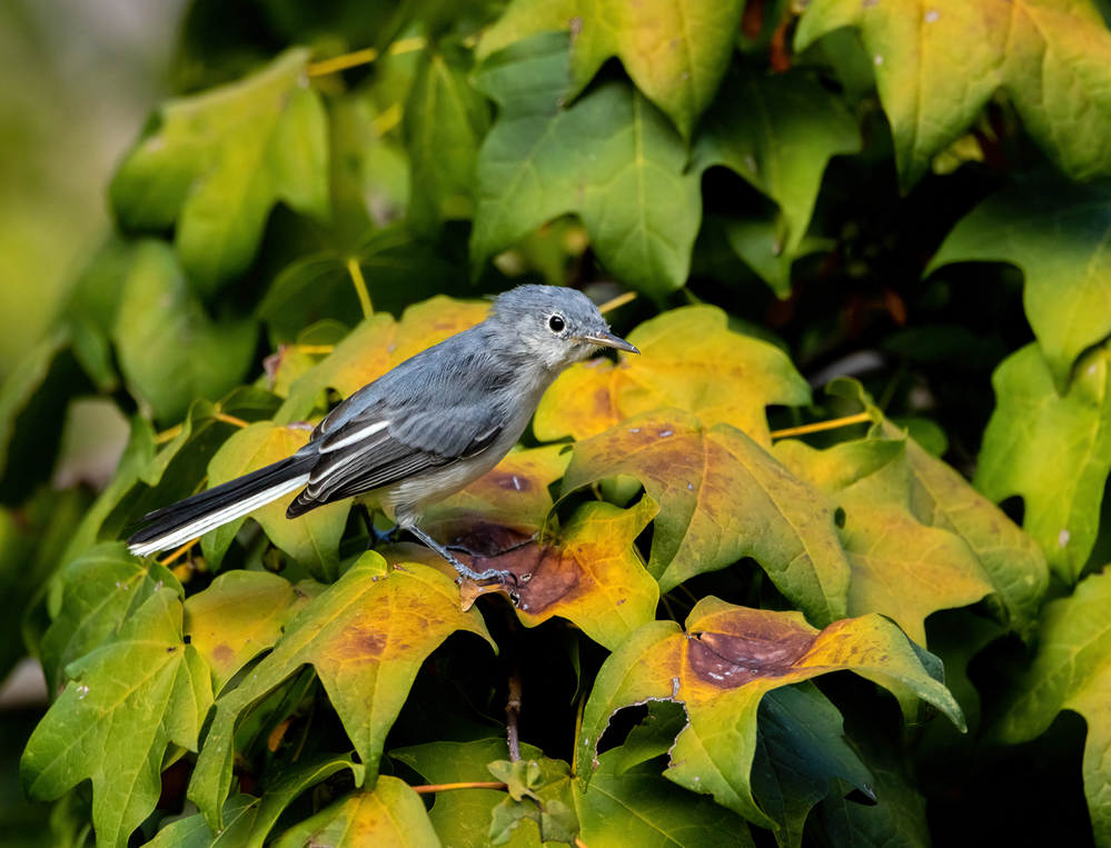 Blue-gray Gnatcatcher