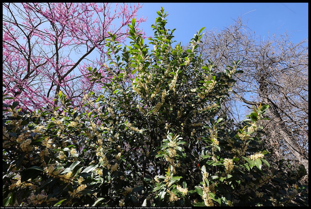 Ilex vomitoria (also called Yaupon, Yaupon Holly, Cassina) was blooming in Norman, Oklahoma, United States on March 20, 2024 ;  Canon EOS R5  ;  F Number 16.0 ;  ISO 100 ; 1/25 second ;  16 mm ; focus distance about 1.25 meter ; handheld