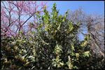 Ilex vomitoria (also called Yaupon, Yaupon Holly, Cassina) was blooming in Norman, Oklahoma, United States on March 20, 2024 ;  Canon EOS R5  ;  F Number 16.0 ;  ISO 100 ; 1/25 second ;  16 mm ; focus distance about 1.25 meter ; handheld