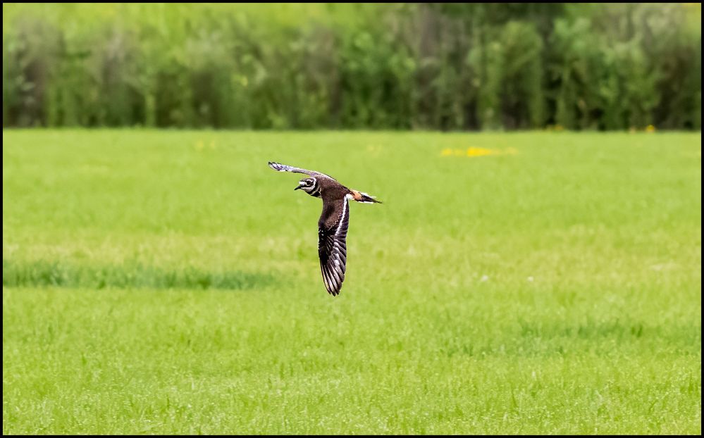 Killdeer.jpg