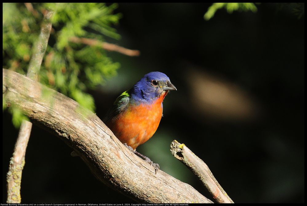 Painted Bunting (Passerina ciris) on a cedar branch (Juniperus virginiana) in Norman, Oklahoma, United States on June 6, 2024