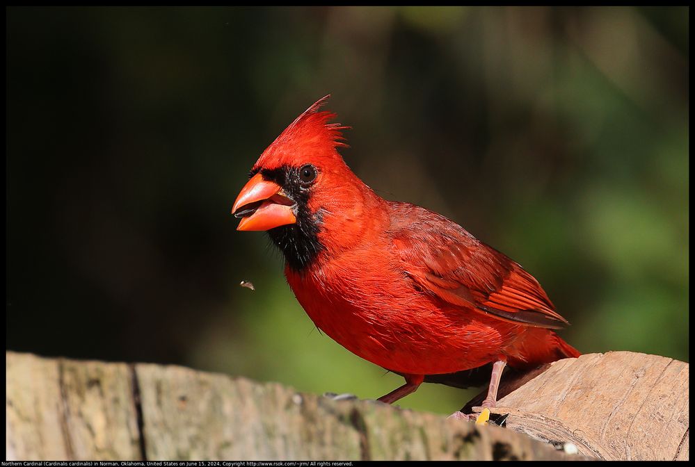 Northern Cardinal (Cardinalis cardinalis) in Norman, Oklahoma, United States on June 15, 2024 ; EF100-400mm f/4.5-5.6L IS II USM +1.4x III ; EOS R5