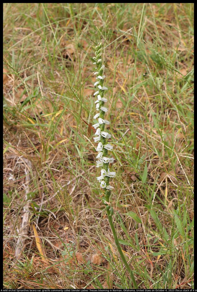 A wild orchid Spiranthes lacera var. gracilis commonly called Slender Ladies' Tresses blooming in Norman, Oklahoma, United States, on October 4, 2023 (focus stack of 4 images) ; EF-S18-135mm f/3.5-5.6 IS USM