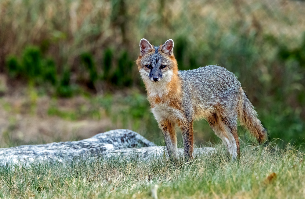 Male Gray Fox