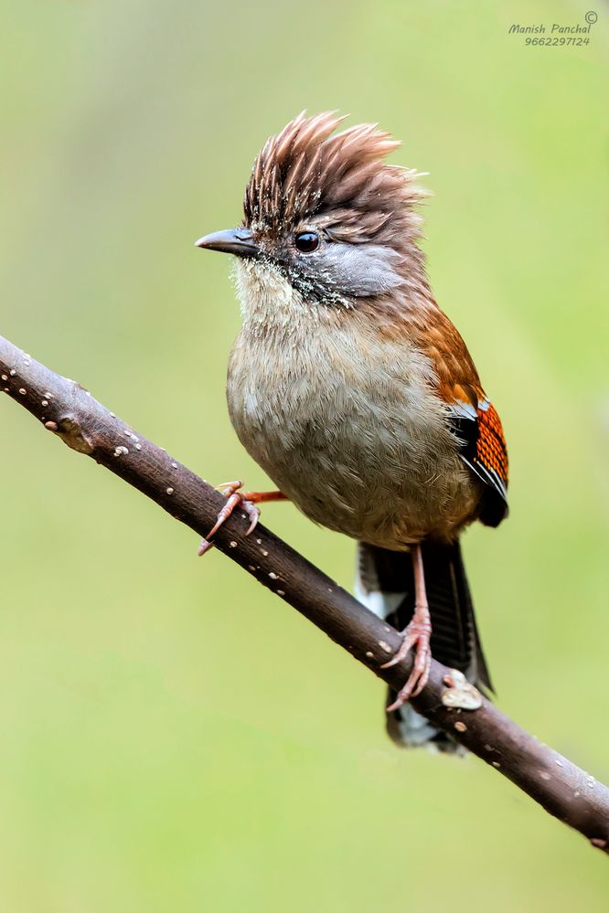 Hoary-throated Barwing.jpg