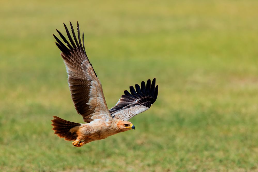 Tawny Eagle.jpg