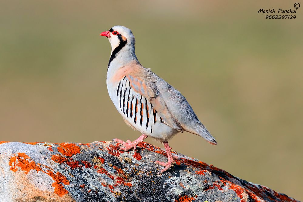 Chukar Partridge.jpg