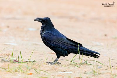 Common Raven ( Northen ) - 1.jpg