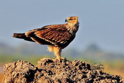 Eastern Imperial Eagle ( Juv ).jpg