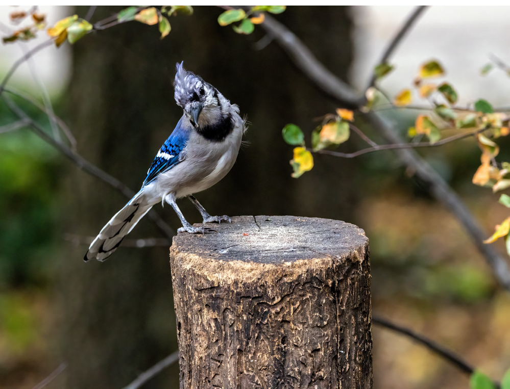 Blue Jay