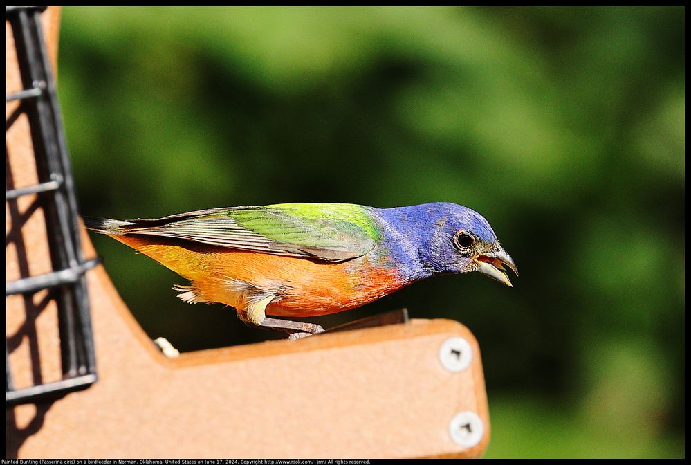 Painted Bunting (Passerina ciris) on a birdfeeder in Norman, Oklahoma, United States on June 17, 2024 ; 400.0 mm ; 1/640 ; ISO 400 ; F/6.3 ; distance about 8 meters ; https://www.rsok.com/~jrm/2024Jun17_birds_and_cats/2024jun17_bunting_IMG_0431cs.html