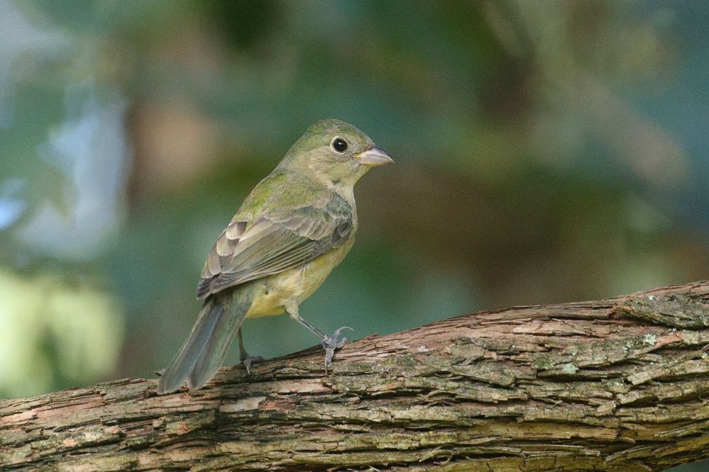 Painted Bunting (Passerina ciris) on wild grape vine in Norman, Oklahoma, United States on August 19, 2024