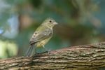 Painted Bunting (Passerina ciris) on wild grape vine in Norman, Oklahoma, United States on August 19, 2024