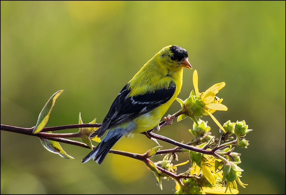 Gold Finch III.jpg