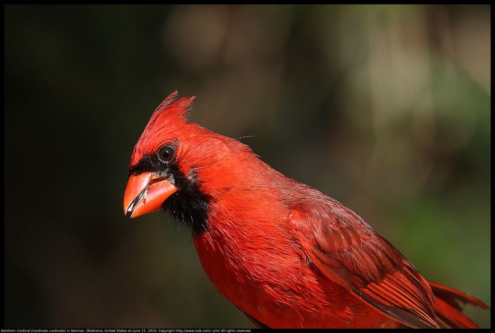 Northern Cardinal (Cardinalis cardinalis) in Norman, Oklahoma, United States on June 15, 2024 ; Lens Model EF100-400mm f/4.5-5.6L IS II USM +1.4x III ;  1/1250 second ; ISO 640 ; F/9 ; distance about 8.5 meters ; ExposureCompensation -2/3 ; GammaWhitePoint +1.0 ; ContrastAdj 0.2 ; SaturationAdj 0.3