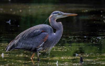 80D, EF 100-400LII+1.4MkIII@463mm, f/8, 1/100sec, ISO-200