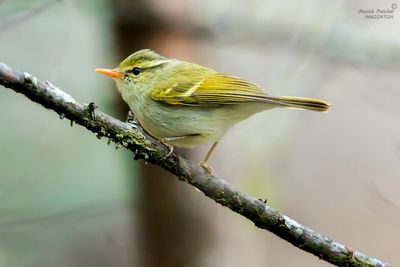 Blyth's Leaf Warbler.jpg