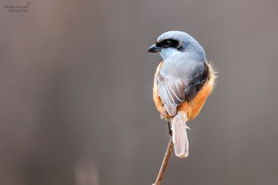 Long-Tailed Shrike.jpg