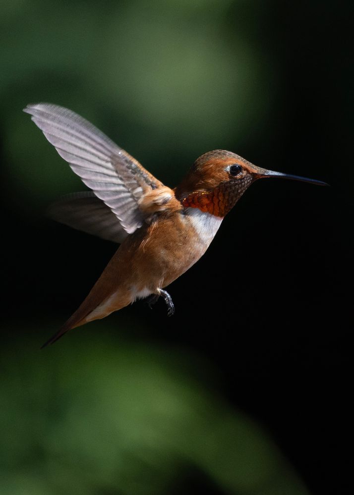 Rufous @ ƒ7.1/ 1/2000 s/ ISO800 Lens focal length: 500mm R5+ RF100-500mm F4.5-7.1 L IS USM  Manual exposure