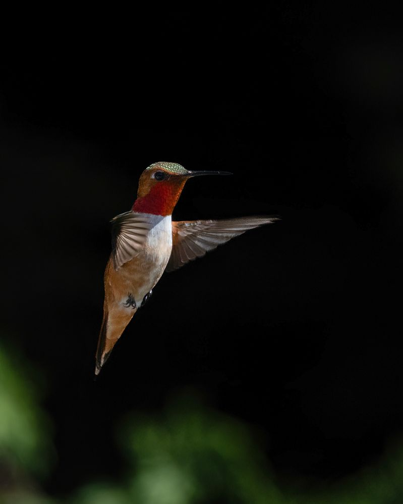 Rufous @ ƒ711/ 1/2000 s/ ISO800 Lens focal length: 500mm R5+ RF100-500mm F4.5-7.1 L IS USM  Manual exposure