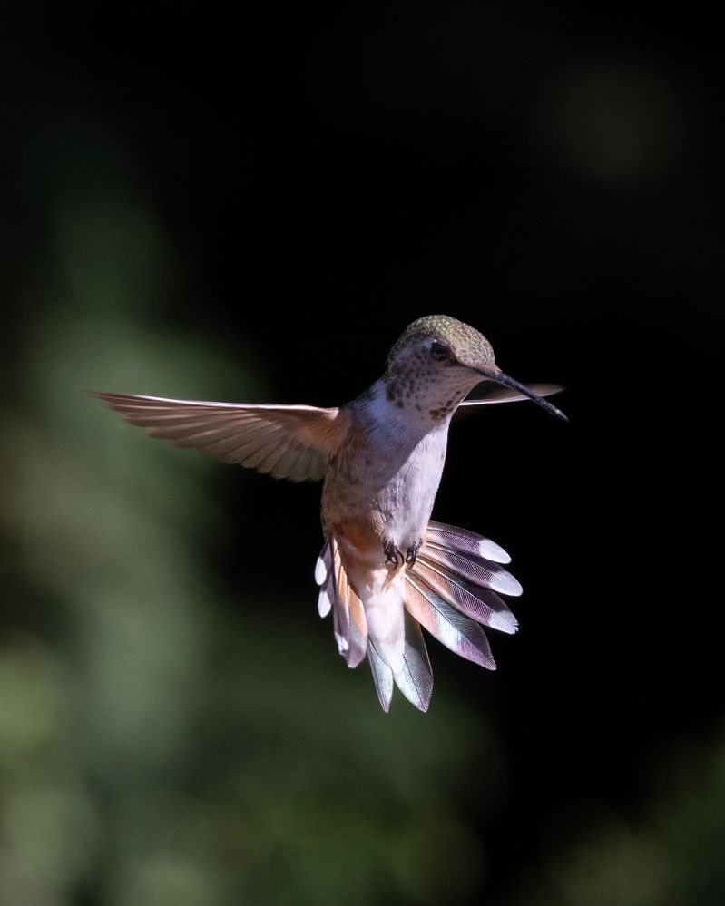 Rufous @ ƒ9.0/ 1/2500 s/ ISO1250 Lens focal length: 363.0 mm R5+RF100-500mm F4.5-7.1 L IS USM Manual exposure