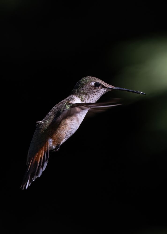 Rufous @ ƒ7.1/ 1/2000 s/ ISO800 Lens focal length: 105 mm R5+ RF24-105mm F4 L IS USM L IS USM Manual exposure