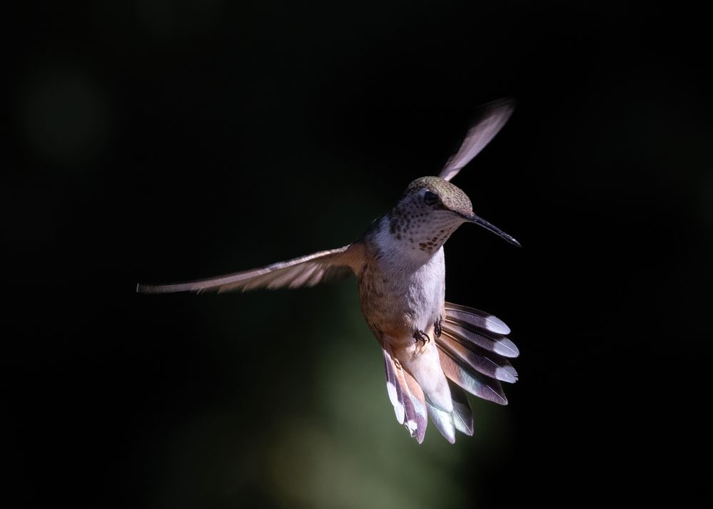 Rufous @ ƒ9.0/ 1/2500 s/ ISO1250 Lens focal length: 363.0 mm R5+RF100-500mm F4.5-7.1 L IS USM Manual exposure